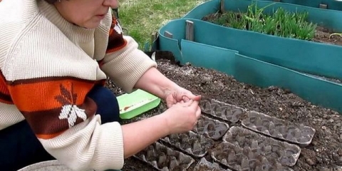 Kako sijati šargarepu, rotkvicu i cveklu da naraste krupnije